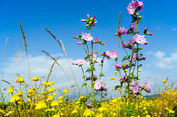 Zeit zum Tr&auml;umen und Entspannen: Sommerwiese mit gelben Margeriten :)