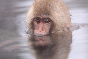 SNOW MONKEY(地獄谷野猿公苑)
