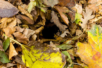 Autumn leaves