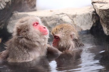 Fototapeta premium SNOW MONKEY(地獄谷野猿公苑) 