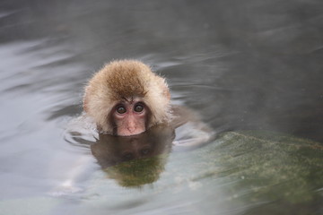 Fototapeta premium SNOW MONKEY(地獄谷野猿公苑) 