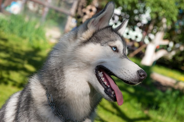 Siberian Husky. Portrait of a happy dog