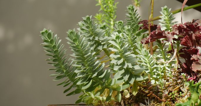 Green And Burgundy Small Leaves Of The Plant Close View Blonde Woman On The Background Sunny Autumn Day
