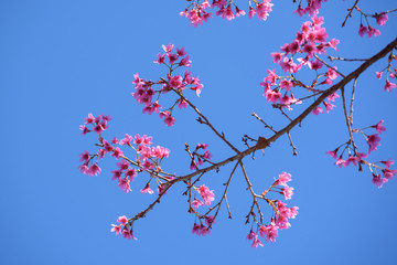 Cherry blossoms with blue sky