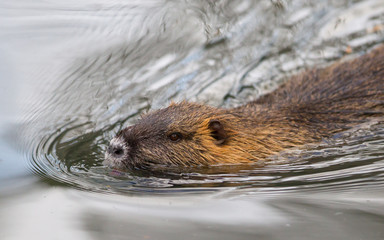 Myocastor coypus, single mammal