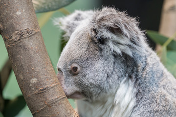 Close-up van een koalabeer