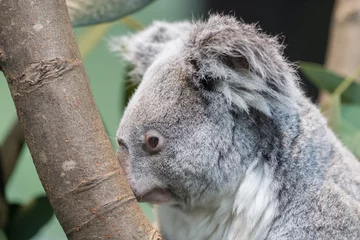 Lichtdoorlatende gordijnen Koala Close-up van een koalabeer