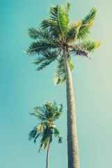Palmen im Sonnenlicht am blauen Himmel. Getönter Vintage-Hintergrund © olga pink
