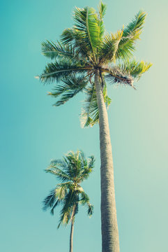 Palm trees in sun light on blue sky. Toned vintage background