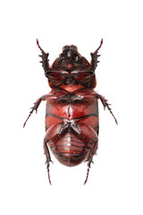 Horn beetle / Dynastinae isolated on white background.