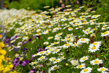 field of daisy flowers in japanese garden