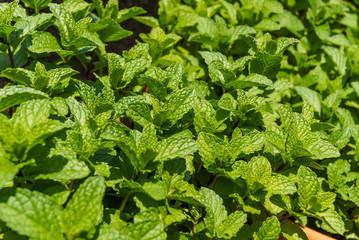 Growing mint leaves green  white background © yaiimamhirata