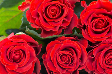 beautiful red roses