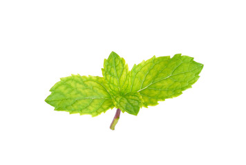 Pepper mint isolated on the white background