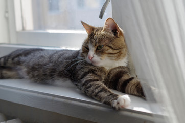 Cat basking in the sun on a window sill