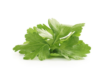 bunch of fresh parsley isolated