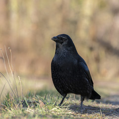 Rabenkrähe (schwarze Morphe der Aaskrähe) (Corvus corone), steht im Gras, Hessen, Deutschland