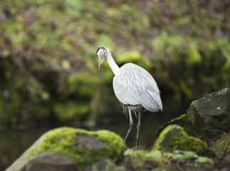Graureiher oder Fischreiher (Ardea cinerea cinerea) lauert auf Felsen am Ufer eines Baches, Hessen, Deutschland