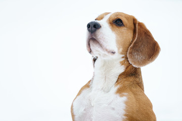 funny beagle dog outdoor funny portrait in winter