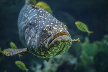 Giant spotted grouper fish at an aquarium