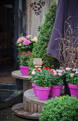 Fototapeta na wymiar Flower shop on the street in UK. Bright pink pots with roses