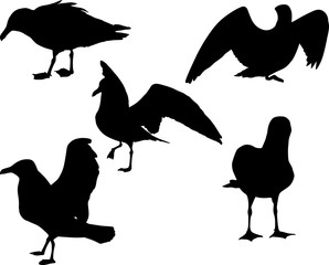 set of five gull black isolated silhouettes