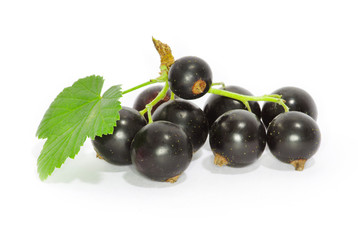 Black currant on the white background