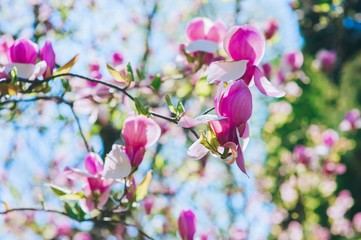 Blossom tree over nature background/ Spring flowers/Spring Backg
