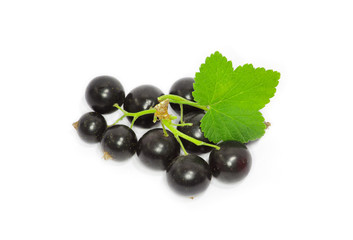 Black currant on the white background