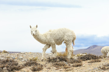lamas in Andes,Mountains, Peru