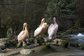 a group of Great White Pelican, Pelecanus onocrotalus, in winter color
