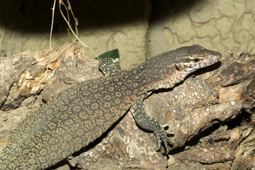 Timor Monitor,Varanus timorensis,  small endemic lives on the island of Timor