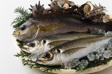魚 海鮮盛り