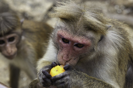 Sri-Lankan toque macaque (Macaca sinica)