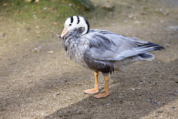 Bar-headed goose, Anser indicus, lives in the mountains of Tibet