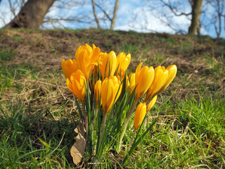 Crocus