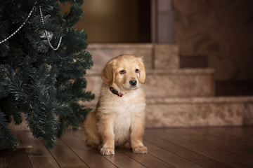 Cute gold hovawart puppy 