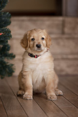 Cute gold hovawart puppy 