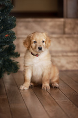 Cute gold hovawart puppy 