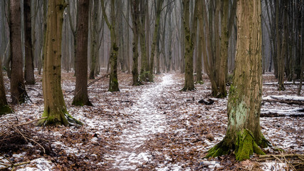 Las Zwierzyniecki © podlaski49
