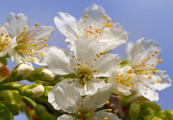 Apple blossom in spring.