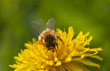 Bee on a flower.