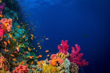 Obraz na płótnie Canvas Coral garden