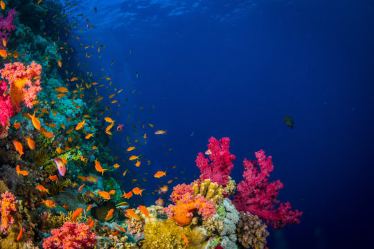 Fototapeta Ogród koralowy