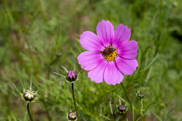 Bees and flowers