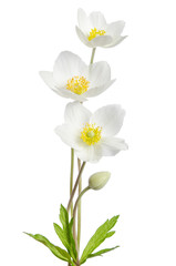 White anemone flowers  isolated on white background