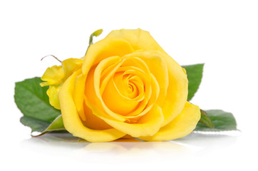Yellow rose isolated on white background - obrazy, fototapety, plakaty