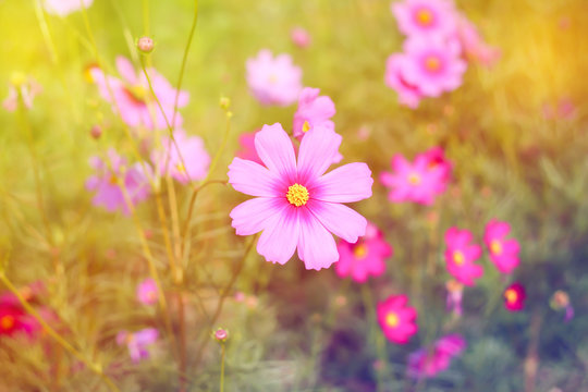 Fototapeta Pink Cosmos flower in field pastel tone