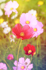 Obraz premium Pink Cosmos flower in field pastel tone