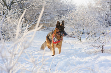 German Shepherd with toy in winter